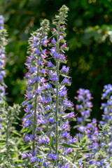 Blooming Echium vulgare, viper's bugloss.