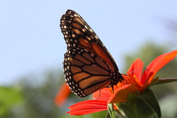 Fototapeta na wymiar Monarch butterfly on a flower in a North Texas exhibit.