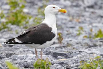 Lesser dark-blacked gull ( Larus fuscus ) , Northern Norway- Europe	