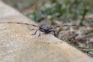 Hylotrupesbajulus. Beetle-barbel or long-horned beetle belongs to the family of beetles