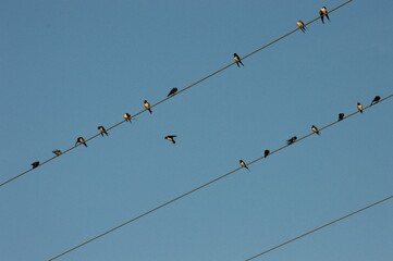 Swallows standing on an electrical wire