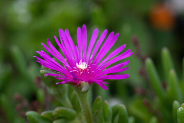 Obraz premium pink flowers of Delosperma cooperi