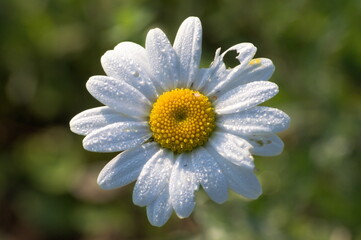 Fototapeta premium Close shot of a wet daisy with a hole on a petal
