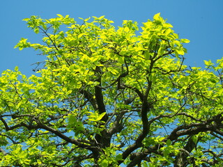 ４月の朝の新緑の柿の木と青空