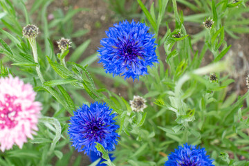 ヤグルマギクの写真。花のイメージ。