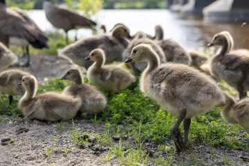 Canada goose goslings