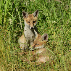 Fox Cubs Playing
