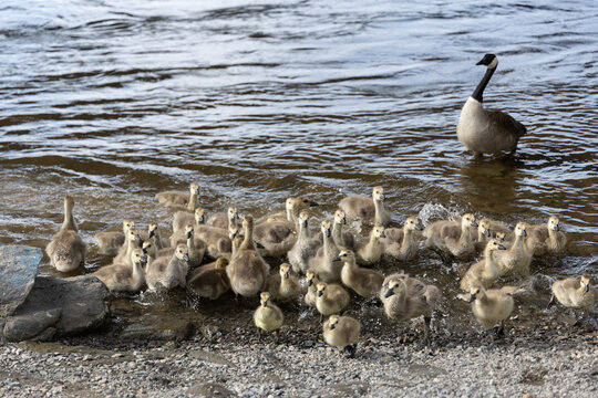 Canada goose goslings grouping near water