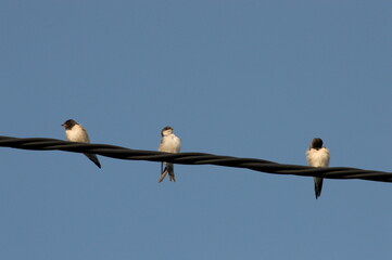 Swallows standing on an electrical wire
