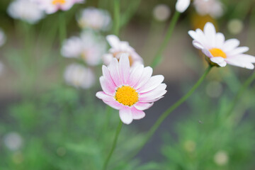 Pretty little flowers photographed outdoors.