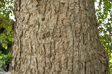 dry tree bark texture and background, nature concept