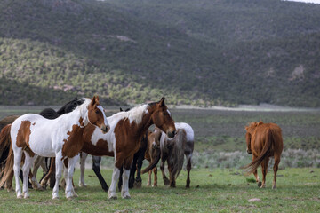 Fototapeta na wymiar Herd of Colorado ranch horses being rounded up to move to summer pastures.