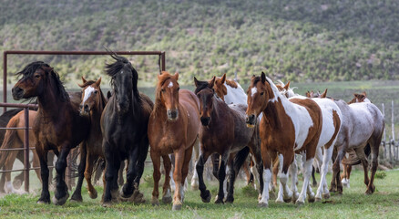 Herd of Colorado ranch horses being rounded up to move to summer pastures.