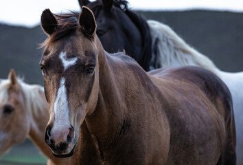 Fototapeta premium Herd of Colorado ranch horses being rounded up to move to summer pastures.