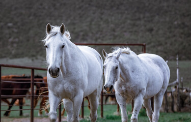Obraz na płótnie Canvas Herd of Colorado ranch horses being rounded up to move to summer pastures.