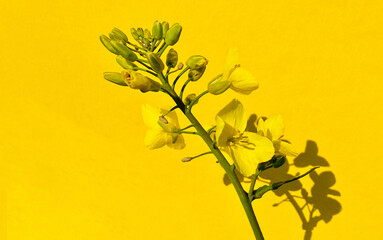 Raps, 1 Pflanzen,Blüte,  isoliert, Hintergrund, gelb, Schatten,, querformat, 