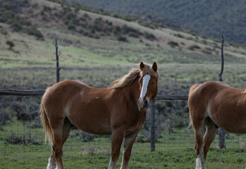 Fototapeta premium Herd of Colorado ranch horses being rounded up to move to summer pastures.