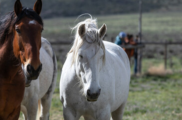 Herd of Colorado ranch horses being rounded up to move to summer pastures.