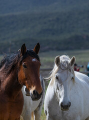 Herd of Colorado ranch horses being rounded up to move to summer pastures.