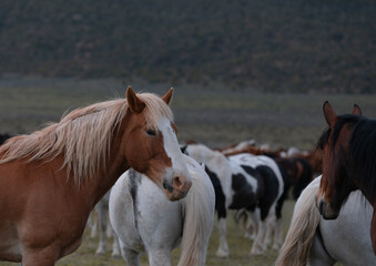 Fototapeta premium Herd of Colorado ranch horses being rounded up to move to summer pastures.