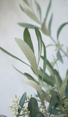 Olive tree natural background. olive branches with white background Natural texture backgrounds. Extraction of olive oil. Space for copy.