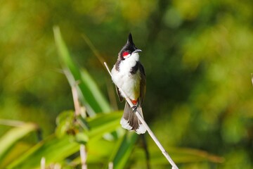 Red Whiskered Bulbul perching in natural environment