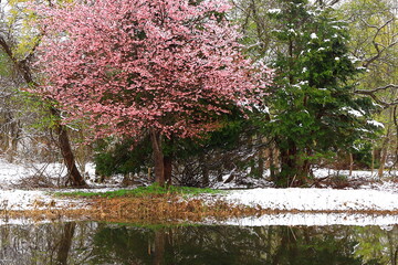 岩手県西和賀町　満開の桜と雪景色