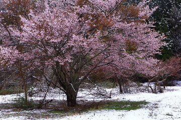 岩手県西和賀町　満開の桜と雪景色