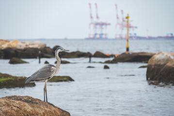 芦屋浜のアオサギ