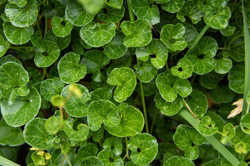 緑の葉っぱのテクスチャ