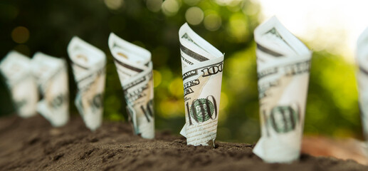 One hundred dollar bills money growing in soil. Profitable ecology. Earnings on eco-products.