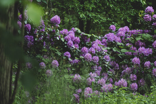 kwiaty wśr&oacute;d drzew, park, rododendron
