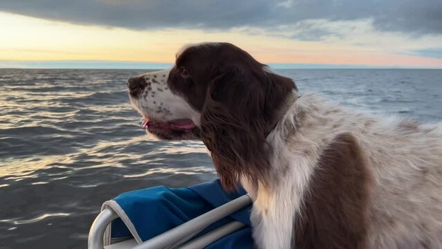 An English Springer Spaniel sits on a seat in a white pleasure boat. A boat rushes at high speed along the Gulf of Finland on a summer day. Dramatic sunset