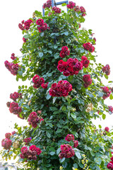 山下公園の薔薇のタワー