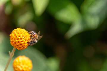 bee on flower