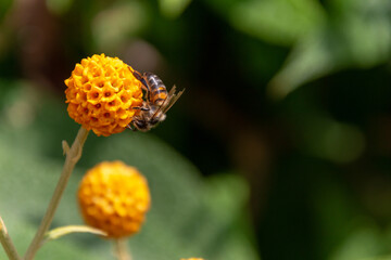 bee on flower