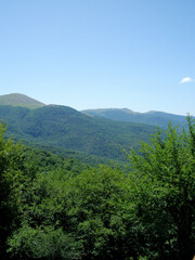 Naklejka premium forest in the mountains