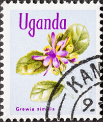 UGANDA - CIRCA 1969: a postage stamp from UGANDA, showing the flowering plant  Grewia similis  .Circa 1969