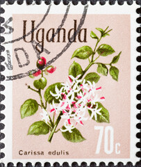 UGANDA - CIRCA 1969: a postage stamp from UGANDA, showing the flowering plant Akamba (Carissa...