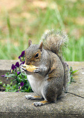 Squirrel eating an Apple