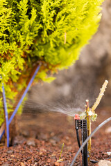 Irrigation system for watering plants spraying water. Automatic sprinkler.