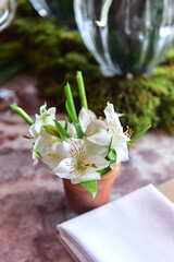 white flowers in clay vase, ornamental flowers