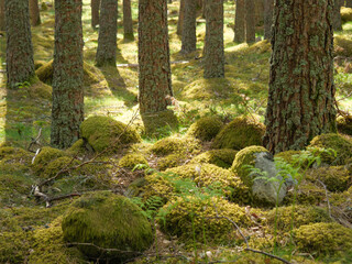 Frühling in Norwegen