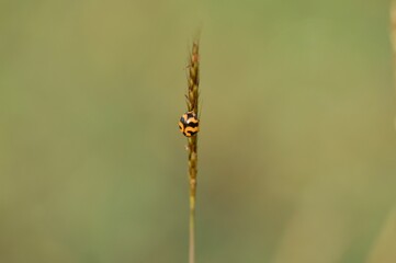 ladybug perched on the grass