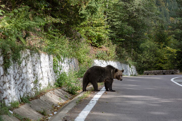 portrait of young wild bear stands near the Transfagaras road, Romania