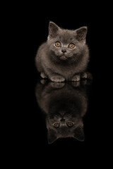 Cute grey british shorthair kitten seen from the front lying down  a black background with reflection