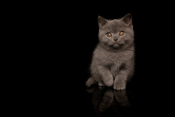 Cute grey british shorthair kitten seen from the front sitting on a black background with reflection