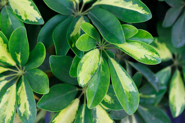 Leaves of a Schefflera Arboricola or an umbrella tree plant. Background