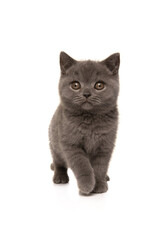 Pretty standing grey british shorthair kitten looking away isolated on a white background