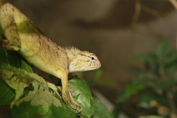 Beautiful Indian Tree Lizard or Oriental Garden Lizard.